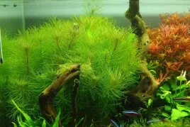 rosliny-do-akwarium-pogostemon-erectus-piekny