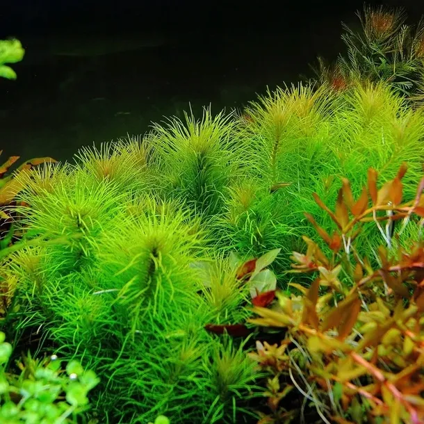 rosliny-do-akwarium-pogostemon-erectus-piekny-marka-inna