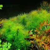rosliny-do-akwarium-pogostemon-erectus-piekny-marka-inna