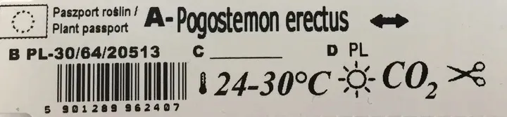 rosliny-do-akwarium-pogostemon-erectus-piekny-kod-producenta-892738917
