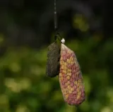 agrafka-do-pva-under-carp-pva-link-kod-producenta-uc151