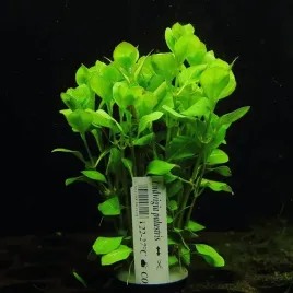 ludwigia-palustris-rosliny-do-akwarium-latwa