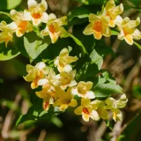 krzewuszka-middendorfa-2l-kolor-kwiatow-zolte