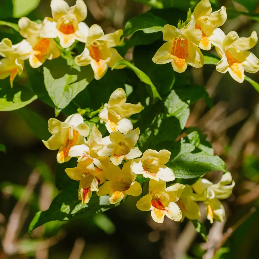 krzewuszka-middendorfa-2l