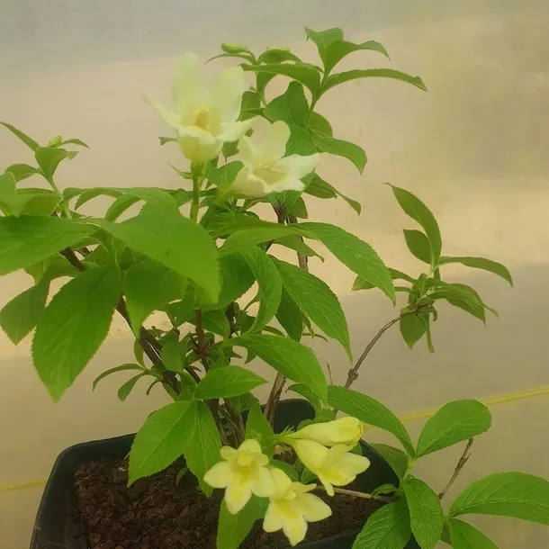 krzewuszka-middendorfa-2l-rodzaj-rosliny-krzewuszki