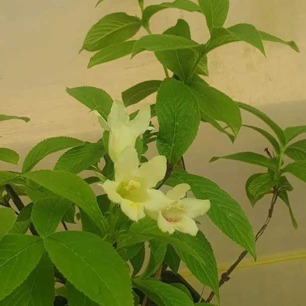 krzewuszka-middendorfa-2l-styl-ogrod-skalny-ogrod-japonski-ogrod-wiejski-ogrod-nowoczesny-ogrod-srodziemnomorski