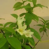 krzewuszka-middendorfa-2l-styl-ogrod-skalny-ogrod-japonski-ogrod-wiejski-ogrod-nowoczesny-ogrod-srodziemnomorski