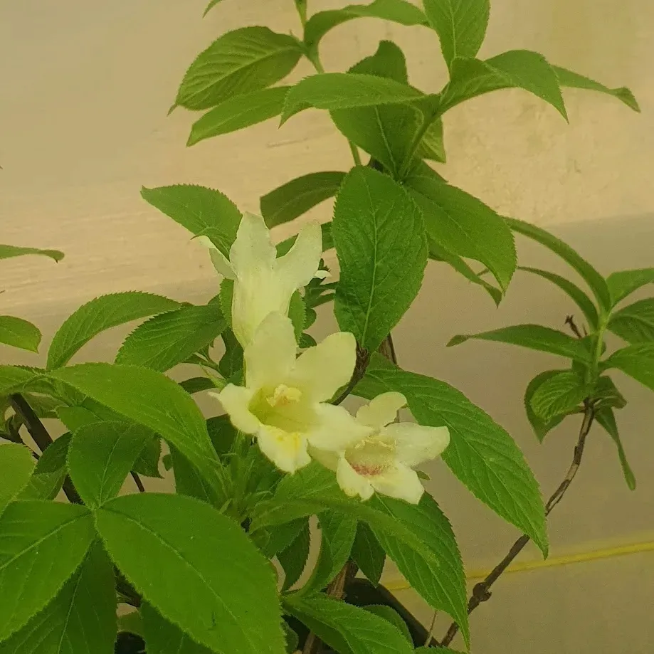 krzewuszka-middendorfa-2l-kolor-kwiatow-zolte