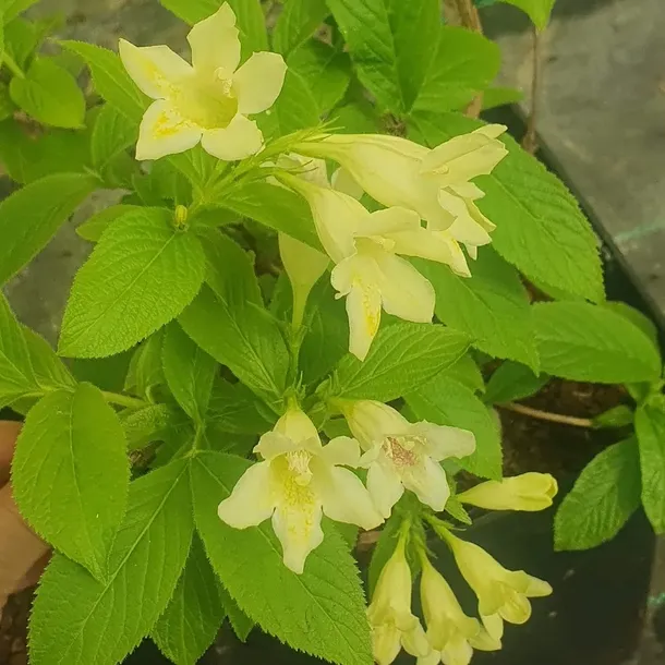 krzewuszka-middendorfa-2l-stan-nowy