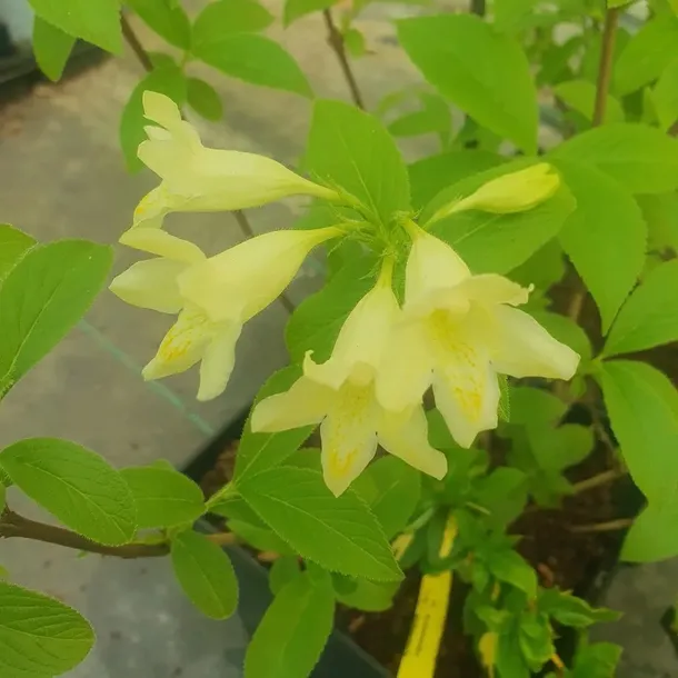 krzewuszka-middendorfa-2l-kraj-polska