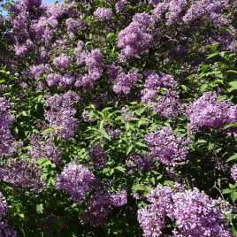 lilak-meyera-palibin-miniaturkowy-bez-liliowy-ozdobny-2l