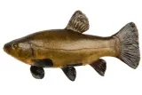 osmo-pro-method-feeder-dark-pellet-2mm-1kg-zaneta-plec-nie-dotyczy-kod-producenta-osm-mpd