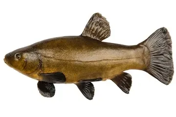 osmo-pro-method-feeder-dark-pellet-2mm-1kg-zaneta
