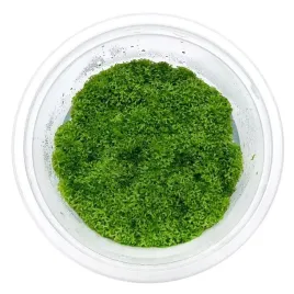riccia-fluitans-wglebka-wodna-in-vitro-kubek-10cm