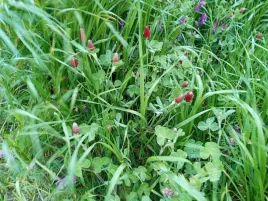 mieszanka-gorzowska-10-kg