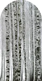tapeta-luk-fototapeta-scienna-dekoracja-las-brzozowy-do-pokoju-100x190