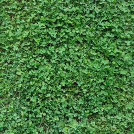 mikrokoniczyna-drobnolistna-niska-nasiona-500g