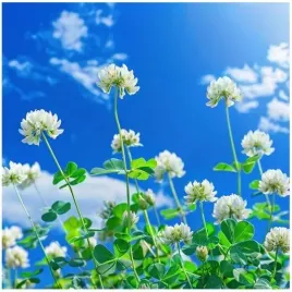 koniczyna-biala-nasiona-poplon-kwiaty-kwalifikowana-c1-wieloletnia-1kg