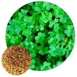 mikrokoniczyna-nasiona-koniczyna-drobnolistna-500g