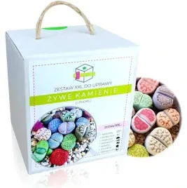 zywe-kamienie-lithops-kaktusy-zestaw-do-uprawy-xxl-prezent-dla-dziecka-mamy