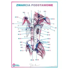 tablica-anatomiczna-plakat-zwarcia-podstawowe
