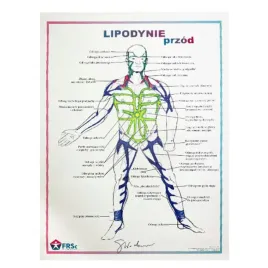 tablica-anatmiczna-plakat-lipodynie-przod