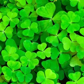 mikrokoniczyna-drobnolistna-koniczyna-trawa-nasiona-100-m-05kg