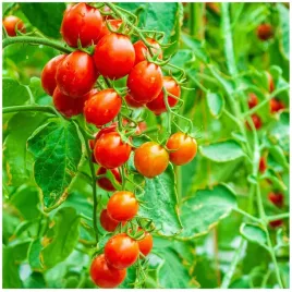pomidor-malinowy-kapturek-do-600-owocow-bez-gmo