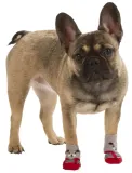 skarpety-dla-psa-bruno-3-x-9-cm-m-kerbl-waga-z-opakowaniem-0-01-kg