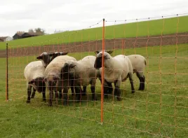 siatka-dla-owiec-topline-net-50m-90-cm-poj-szpic-bialo-pomaranczowa-k