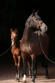 kantar-dla-konia-topline-czarny-roz-pony-covalliero