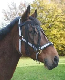 naczolek-z-fredzelkami-dla-konia-czarny-roz-cob-covalliero