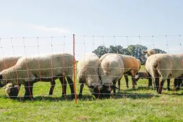 siatka-dla-owiec-topline-net-50m-108-cm-poj-szpic-bialo-pomaranczowa