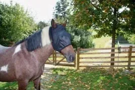 maska-przeciwowadowa-dla-konia-czarny-roz-pony-covalliero