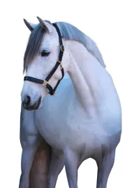 kantar-dla-konia-eco-skorzany-czarny-roz-pony-covalliero