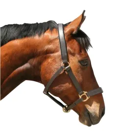 kantar-dla-konia-eco-skorzany-brazowy-roz-full-covalliero