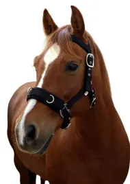 kawecan-dla-konia-czarny-roz-cob-covalliero