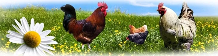 poidlo-dla-pisklat-24-l-rodzaj-plywakowe