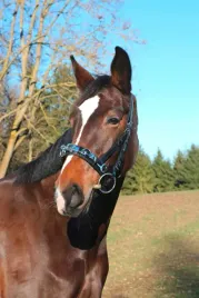 kawecan-dla-konia-skorzany-czarny-roz-cob-covalliero