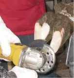 tarcza-do-korekcji-racic-basic-sr-127-mm-kerbl-waga-z-opakowaniem-1-kg