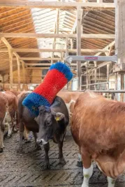 czochradlo-happycow-maxi-kerbl