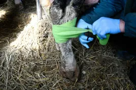 samoprzylepny-bandaz-equilastic-5-cm-zielony-kerbl