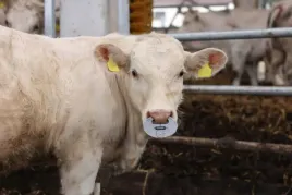 kolko-przeciw-samozdajaniu-aluminiowe-kerbl