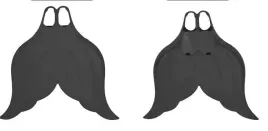 profesjonalna-monopletwa-pletwa-syreny-monofin-mermaid-rozmiar-36-37