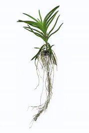 storczyk-orchidea-vanda-bez-doniczki