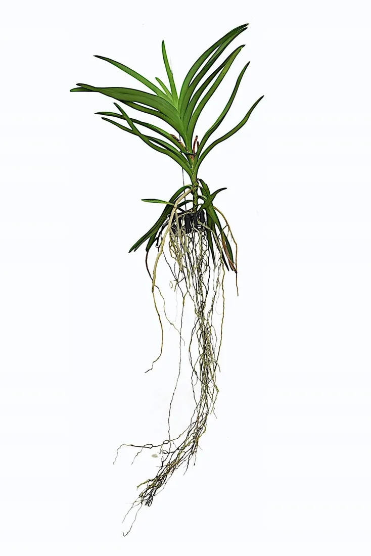 storczyk-orchidea-vanda-bez-doniczki