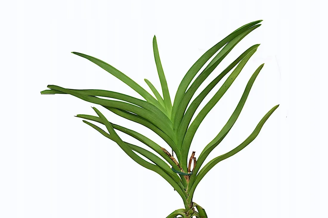 storczyk-orchidea-vanda-bez-doniczki