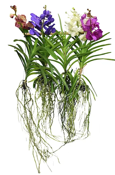 storczyk-orchidea-vanda-bez-doniczki-roslina-w-postaci-inna