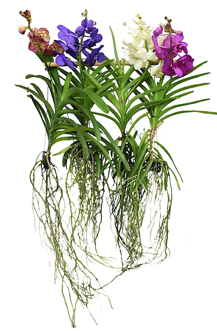 storczyk-orchidea-vanda-bez-doniczki