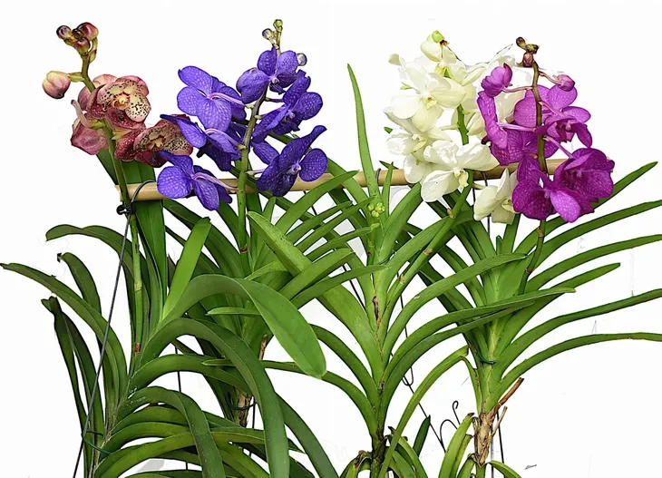 storczyk-orchidea-vanda-bez-doniczki-cykl-rozwojowy-rosliny-wieloletnia